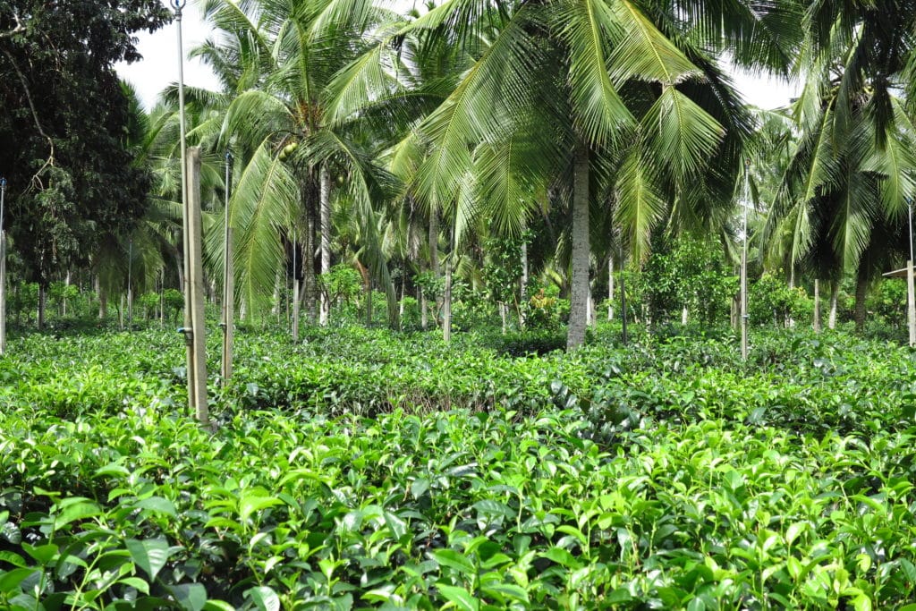 Afla povestea ceaiului de pe plantatiile din Sri Lanka pe rafturile magazinelor de lux