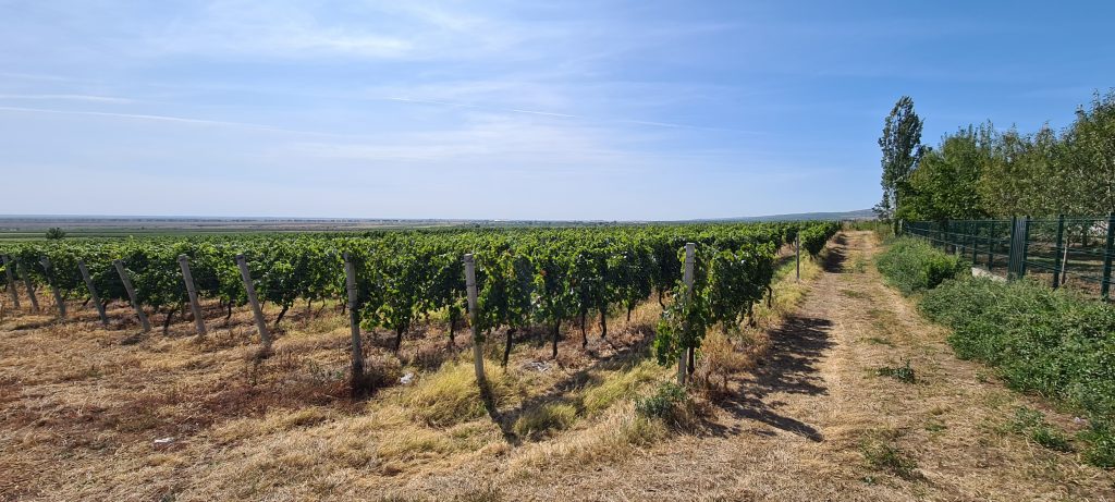 Degustare de vinuri la Mierla Alba