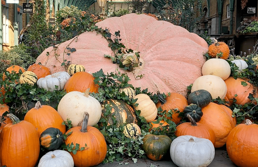 Dovleacul de la decor la deliciu culinar