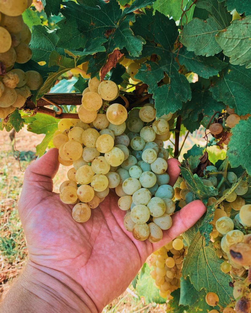 Despre vinuri podgorii si crame cu Cosmin Tudoran Profu de vin