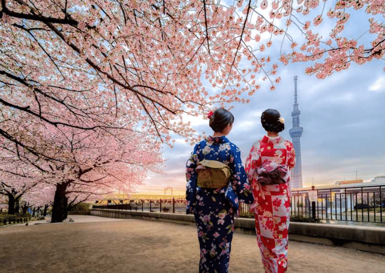 Povestea obiceiului Hanami si a ciresilor infloriti Sakura