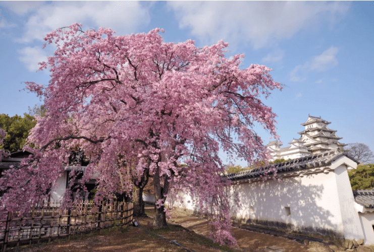 Povestea obiceiului Hanami si a ciresilor infloriti Sakura