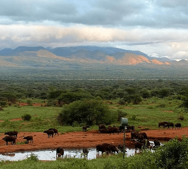 Carmen Negoita safari si plaja in Kenya