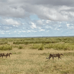 Carmen Negoita safari si plaja in Kenya