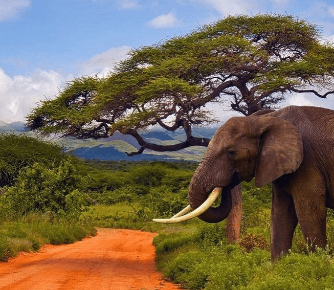 Carmen Negoita safari si plaja in Kenya