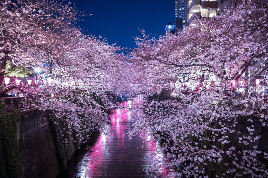 Povestea obiceiului Hanami si a ciresilor infloriti Sakura
