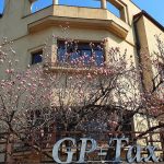 Vanatoarea de magnolii prin Bucuresti