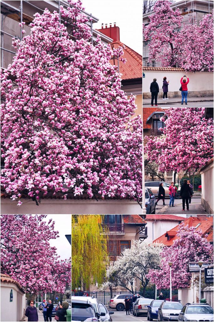 Vanatoarea de magnolii prin Bucuresti