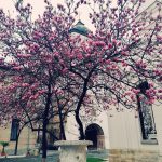 Vanatoarea de magnolii prin Bucuresti