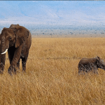 Carmen Negoita safari si plaja in Kenya