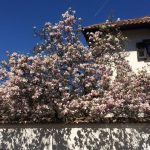 Vanatoarea de magnolii prin Bucuresti