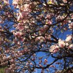 Vanatoarea de magnolii prin Bucuresti