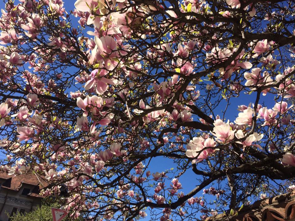 Vanatoarea de magnolii prin Bucuresti