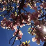 Vanatoarea de magnolii prin Bucuresti