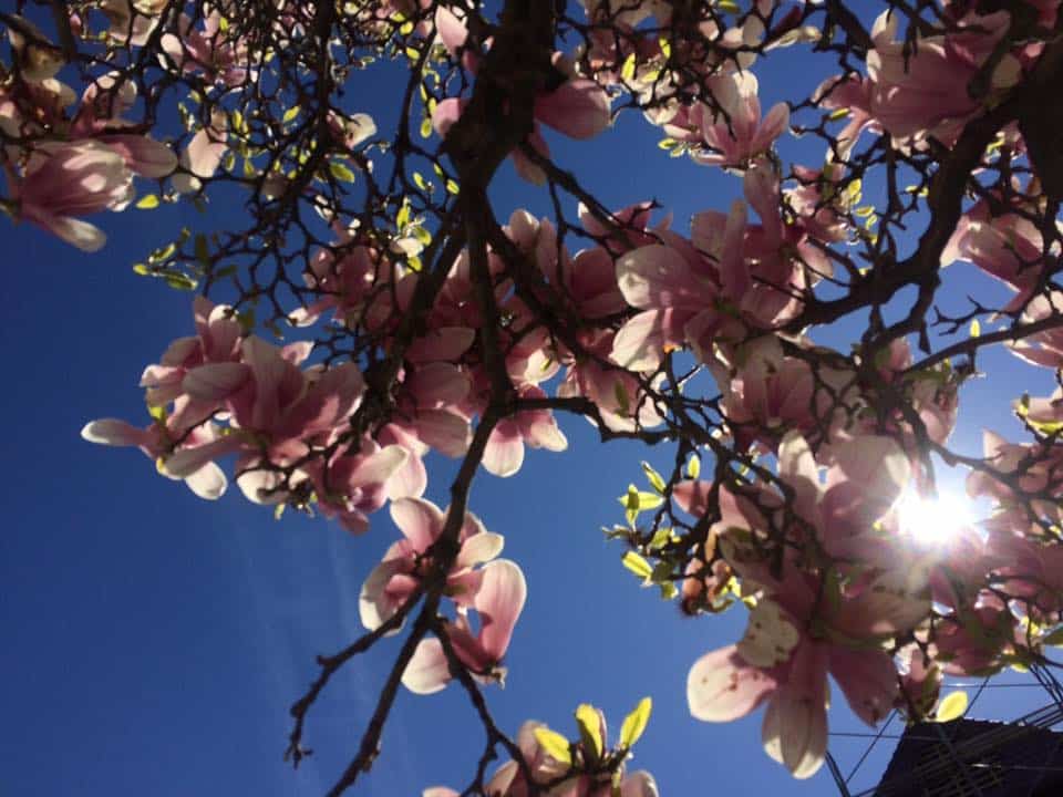 Vanatoarea de magnolii prin Bucuresti