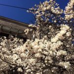 Vanatoarea de magnolii prin Bucuresti