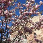 Vanatoarea de magnolii prin Bucuresti