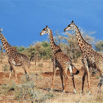 Carmen Negoita safari si plaja in Kenya