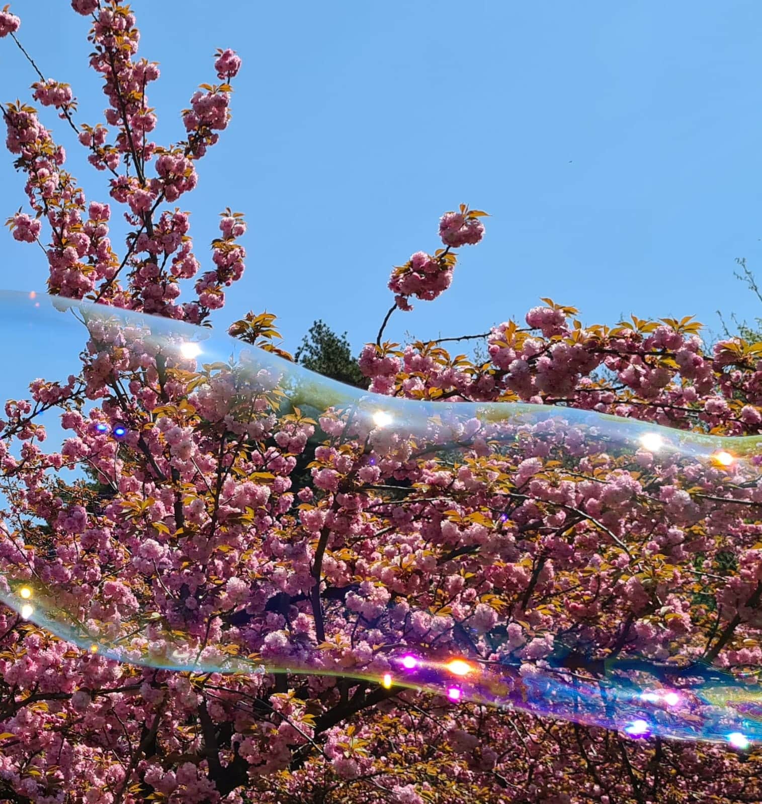 Povestea obiceiului Hanami si a ciresilor infloriti Sakura