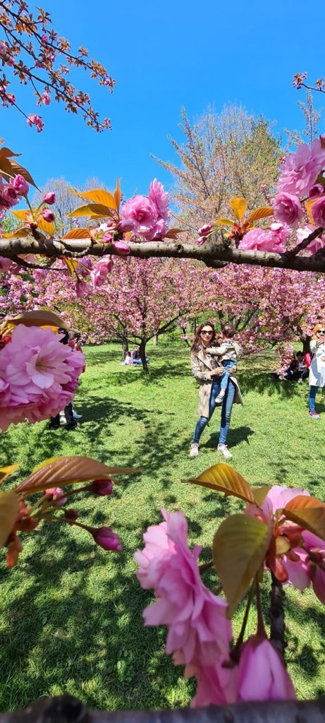 Povestea obiceiului Hanami si a ciresilor infloriti Sakura
