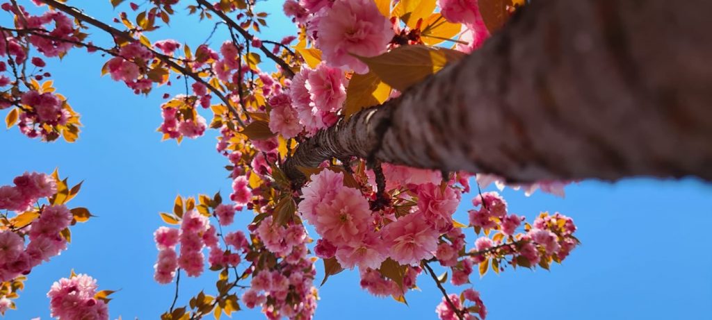 Povestea obiceiului Hanami si a ciresilor infloriti Sakura