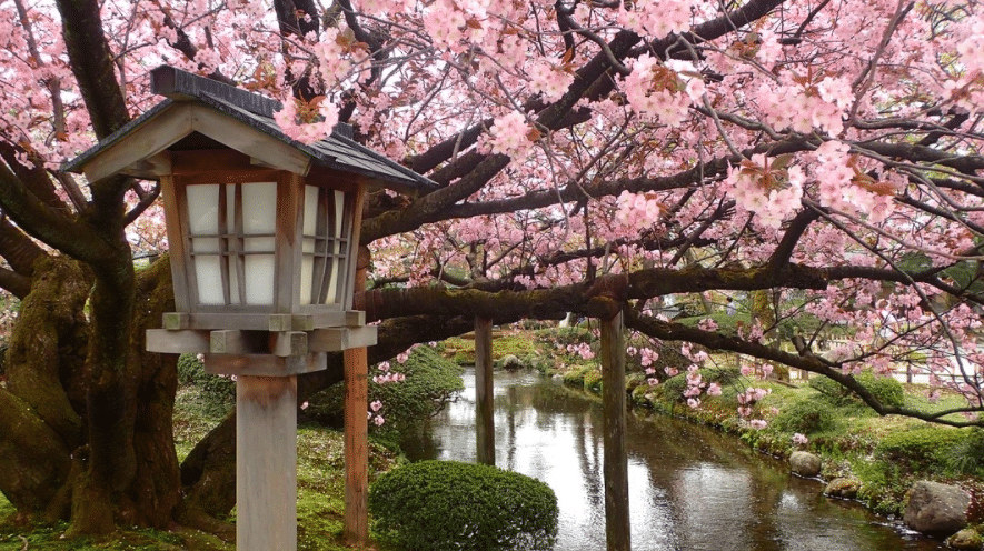 Povestea obiceiului Hanami si a ciresilor infloriti Sakura