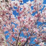 Vanatoarea de magnolii prin Bucuresti