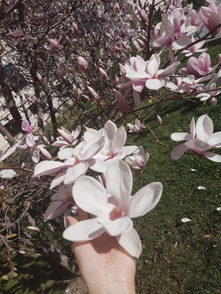 Vanatoarea de magnolii prin Bucuresti