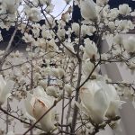 Vanatoarea de magnolii prin Bucuresti