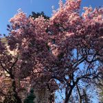 Vanatoarea de magnolii prin Bucuresti