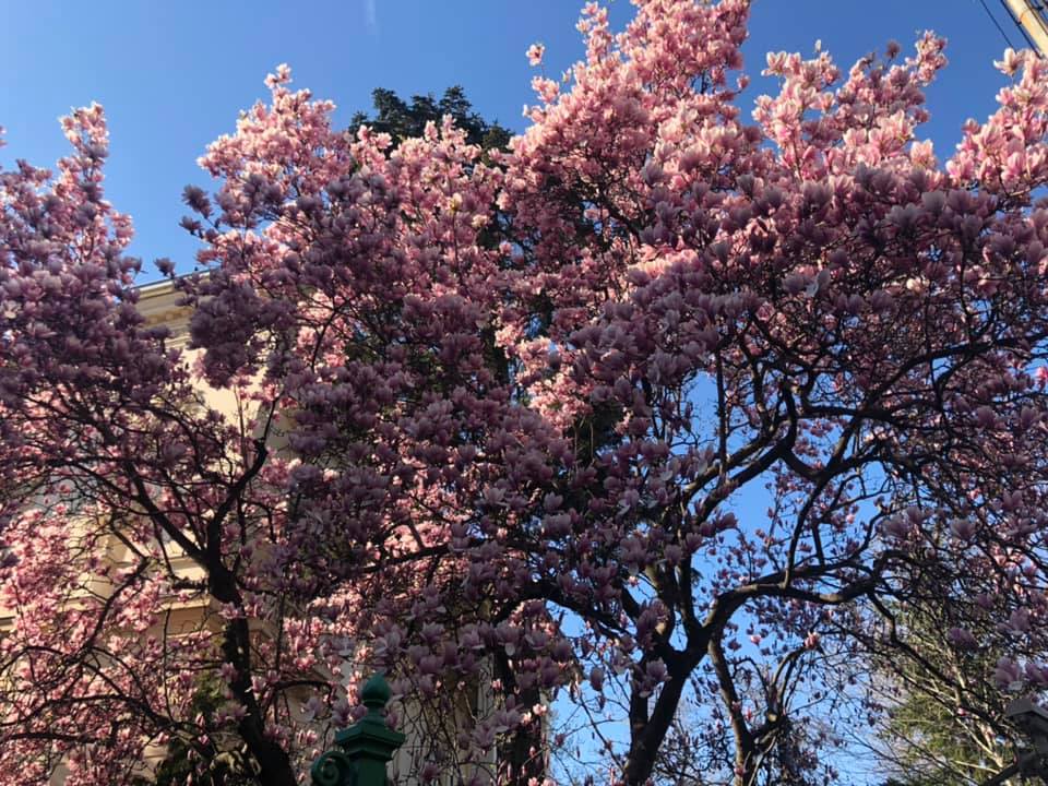 Vanatoarea de magnolii prin Bucuresti