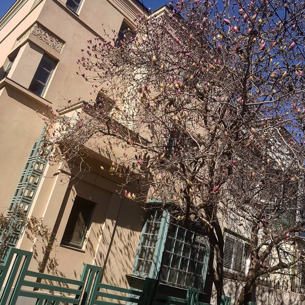 Vanatoarea de magnolii prin Bucuresti