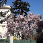 Vanatoarea de magnolii prin Bucuresti