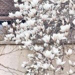 Vanatoarea de magnolii prin Bucuresti