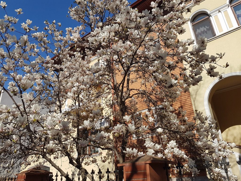 Vanatoarea de magnolii prin Bucuresti