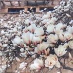Vanatoarea de magnolii prin Bucuresti