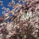 Vanatoarea de magnolii prin Bucuresti