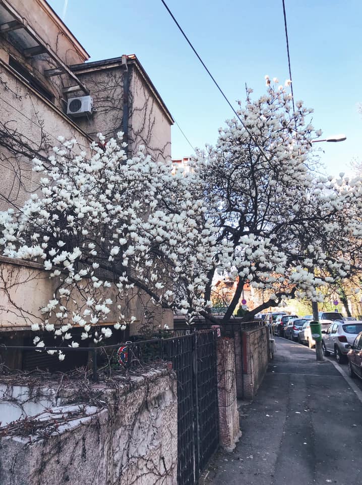 Vanatoarea de magnolii prin Bucuresti