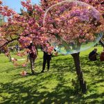 Povestea obiceiului Hanami si a ciresilor infloriti Sakura