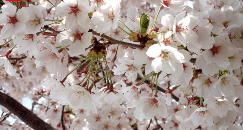 Povestea obiceiului Hanami si a ciresilor infloriti Sakura