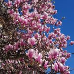 Vanatoarea de magnolii prin Bucuresti
