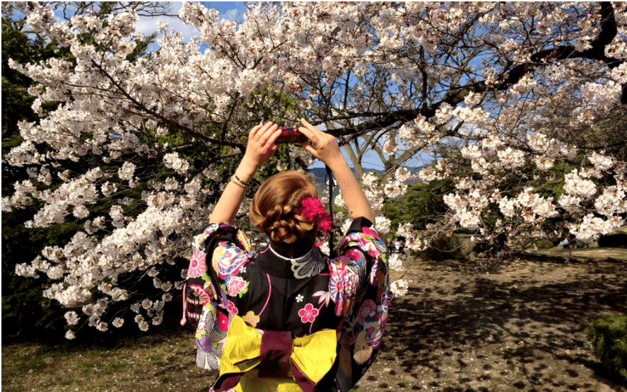 Povestea obiceiului Hanami si a ciresilor infloriti Sakura