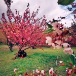 Povestea obiceiului Hanami si a ciresilor infloriti Sakura