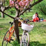 Povestea obiceiului Hanami si a ciresilor infloriti Sakura