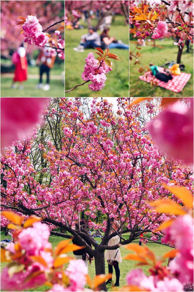 Povestea obiceiului Hanami si a ciresilor infloriti Sakura