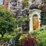 Totul despre glicina ori wisteria