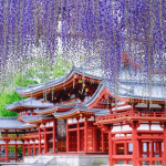 Totul despre glicina ori wisteria
