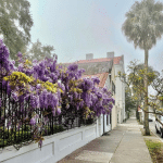 Totul despre glicina ori wisteria