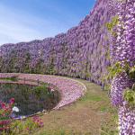 Totul despre glicina ori wisteria
