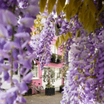 Totul despre glicina ori wisteria